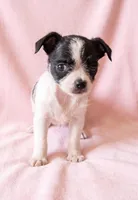 Pixie, a female Chihuahua and Shih Tzu for sale in Moraine, OH – 1 of 3