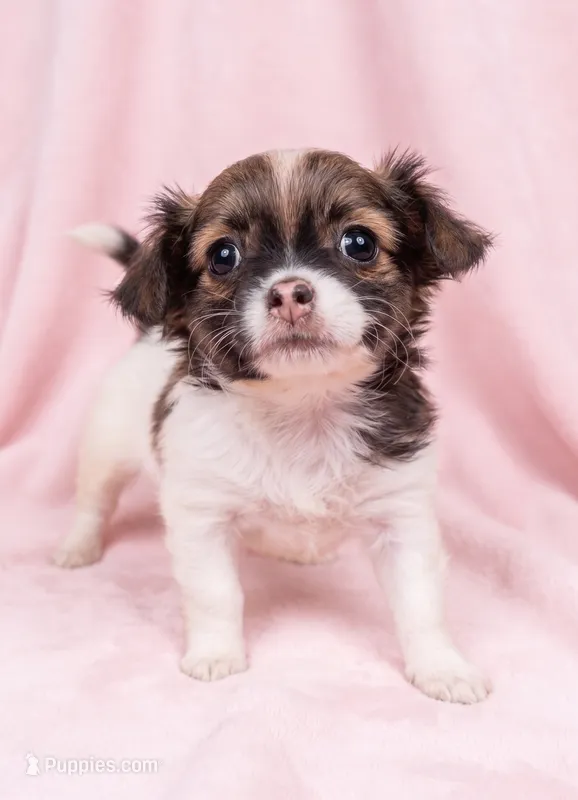Honey – Chihuahua, Shih Tzu puppy for sale in Moraine, OH