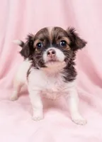 Honey, a female Chihuahua and Shih Tzu for sale in Moraine, OH – 1 of 4