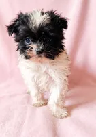 Ruby, a female Chihuahua and Shih Tzu for sale in Moraine, OH – 1 of 4