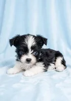 Toby, a male Chihuahua and Shih Tzu for sale in Moraine, OH – Photo 1 of 3
