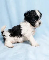 Toby, a male Chihuahua and Shih Tzu for sale in Moraine, OH – Photo 3 of 3