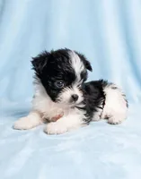 Toby, a male Chihuahua and Shih Tzu for sale in Moraine, OH – Photo 2 of 3