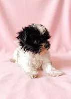 Ruby, a female Chihuahua and Shih Tzu for sale in Moraine, OH – 4 of 4