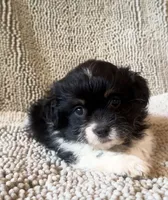 Rupert, a male Chihuahua and Shih Tzu for sale in Moraine, OH – Photo 3 of 3