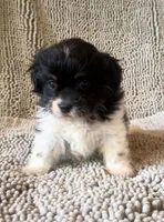 Rupert, a male Chihuahua and Shih Tzu for sale in Moraine, OH – Photo 2 of 3