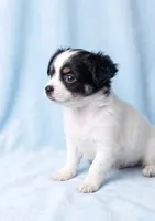 Bentley, a male Chihuahua and Shih Tzu for sale in Moraine, OH – 3 of 3