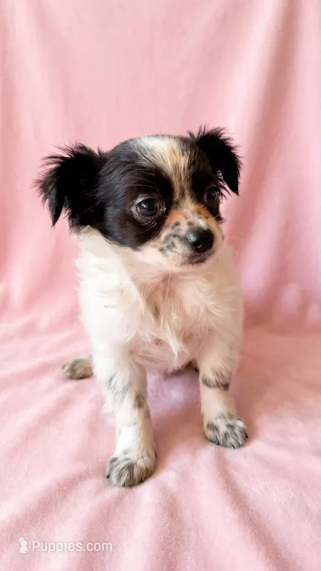 Sadie – Chihuahua, Shih Tzu puppy for sale in Moraine, OH