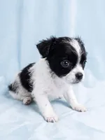Leo, a male Chihuahua and Shih Tzu for sale in Moraine, OH – 3 of 3
