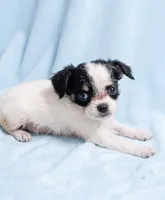 Tucker, a male Chihuahua and Shih Tzu for sale in Moraine, OH – 3 of 4