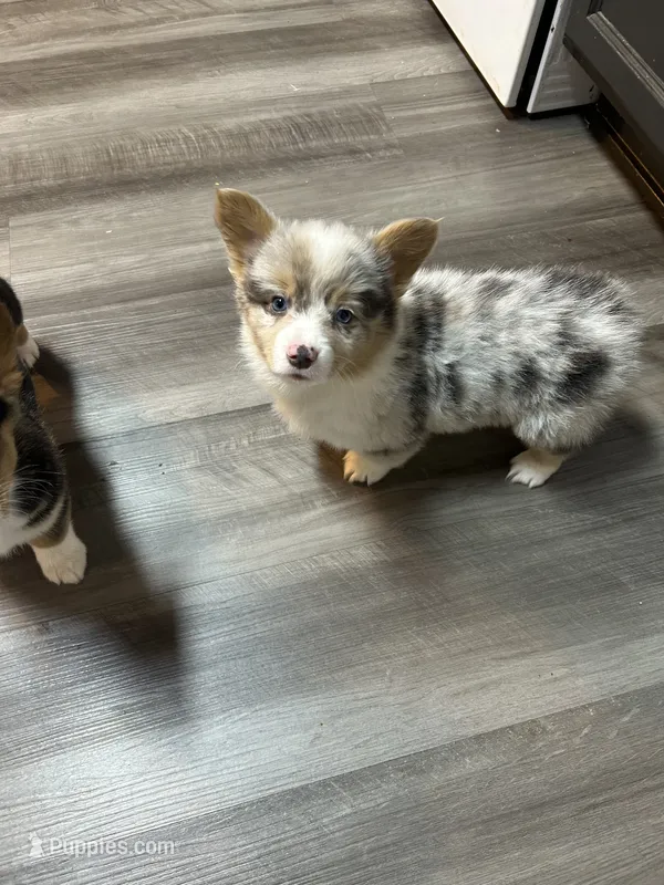 Butterball – Cardigan Welsh Corgi puppy for sale in Winston-Salem, NC