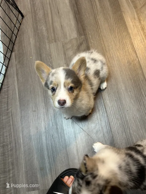 Split – Cardigan Welsh Corgi puppy on hold in Winston-Salem, NC