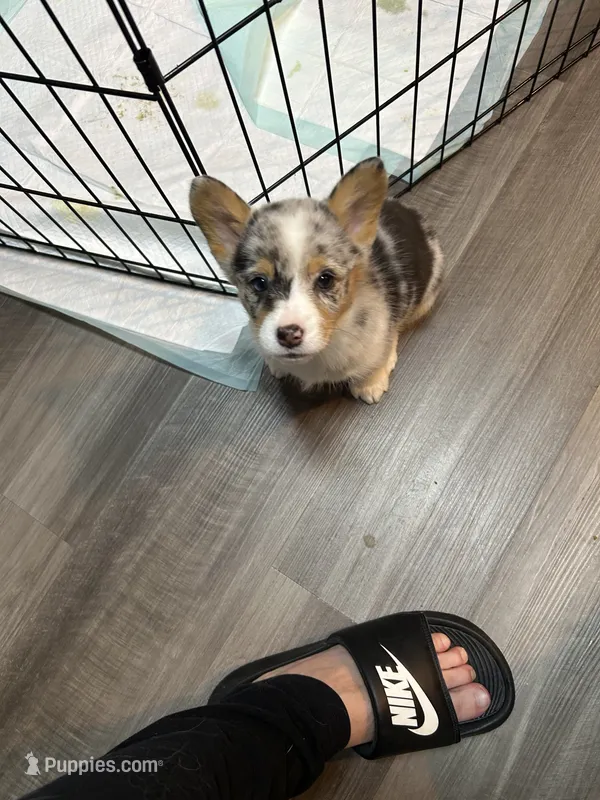 Penny – Cardigan Welsh Corgi puppy for sale in Winston-Salem, NC
