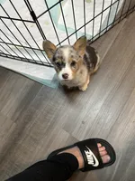 Penny, a female Cardigan Welsh Corgi for sale in Winston-Salem, NC – 1 of 1