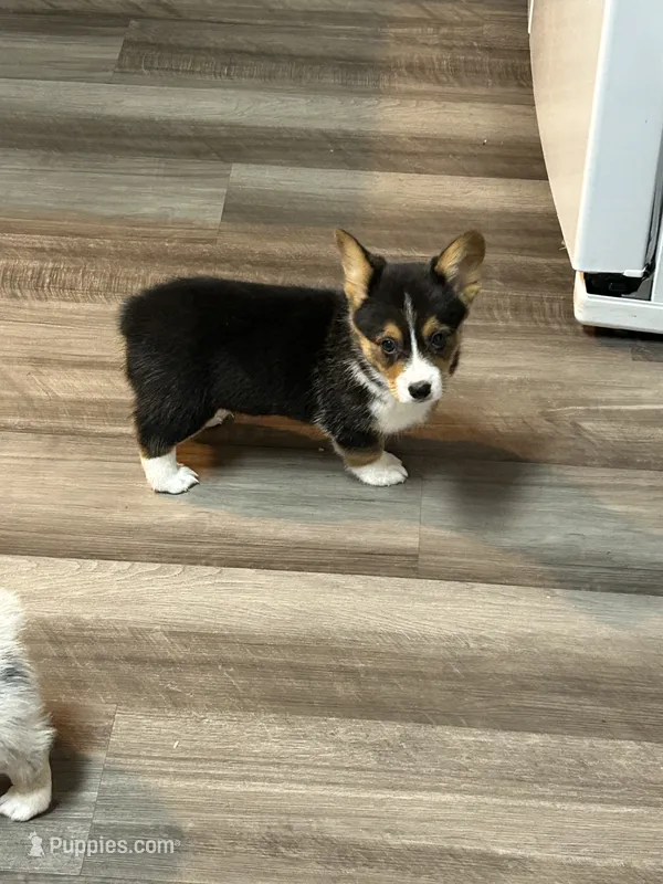 Andy  – Pembroke Welsh Corgi puppy for sale in Winston-Salem, NC