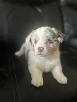 Baxter, a male Cardigan Welsh Corgi for sale in Winston-Salem, NC – 1 of 1