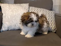 Bernard, a male Shih Tzu for sale in High Ridge, MO – Photo 5 of 10