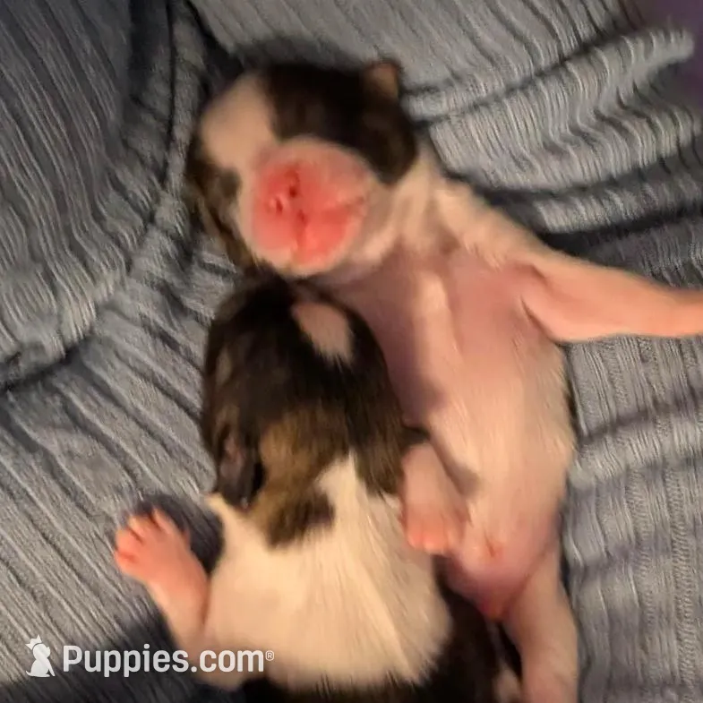 Bernard, a male Shih Tzu for sale in High Ridge, MO – Photo 3 of 10