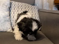 Little Guy, a male Shih Tzu for sale in High Ridge, MO – Photo 3 of 9