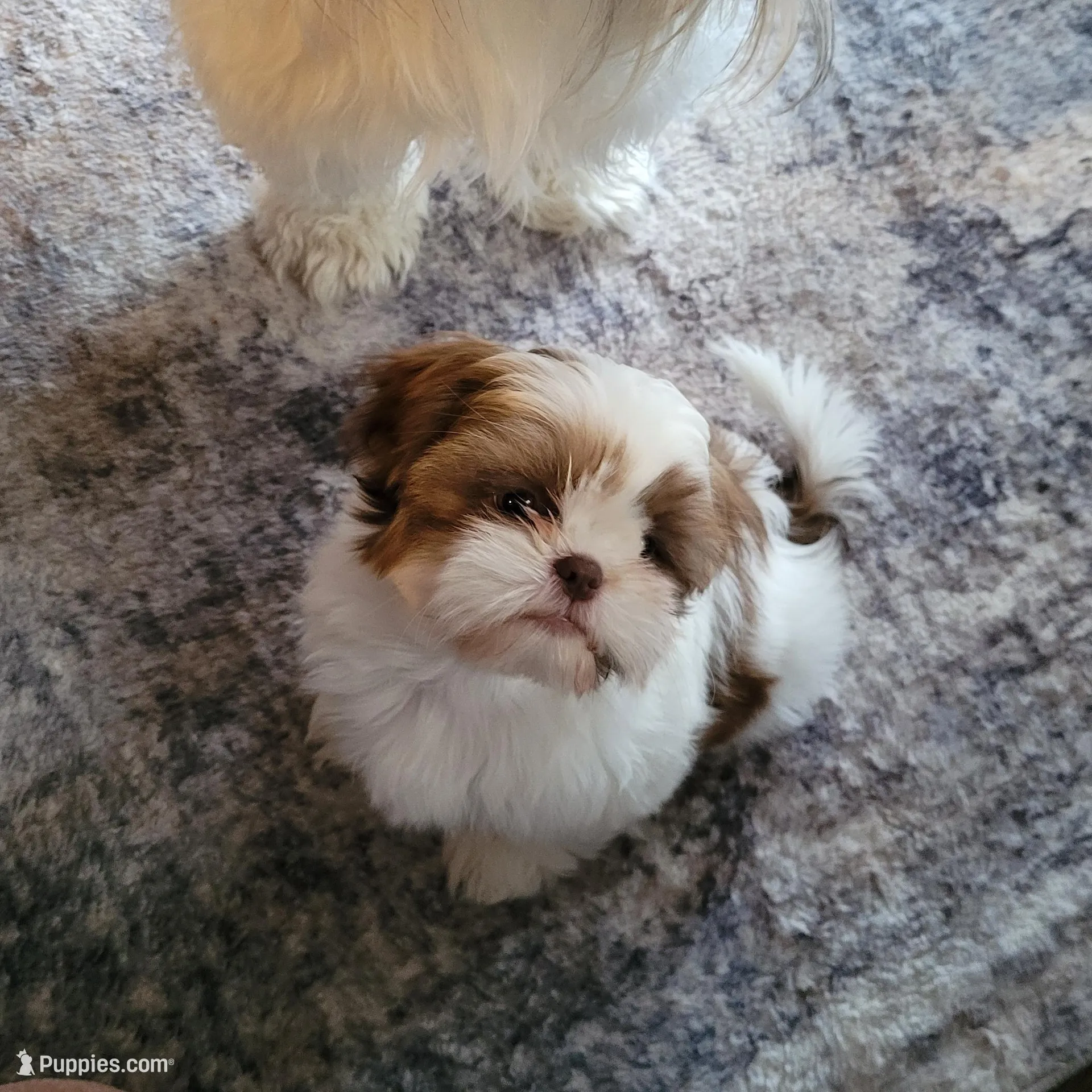 Little Guy, a male Shih Tzu for sale in High Ridge, MO – Photo 8 of 9