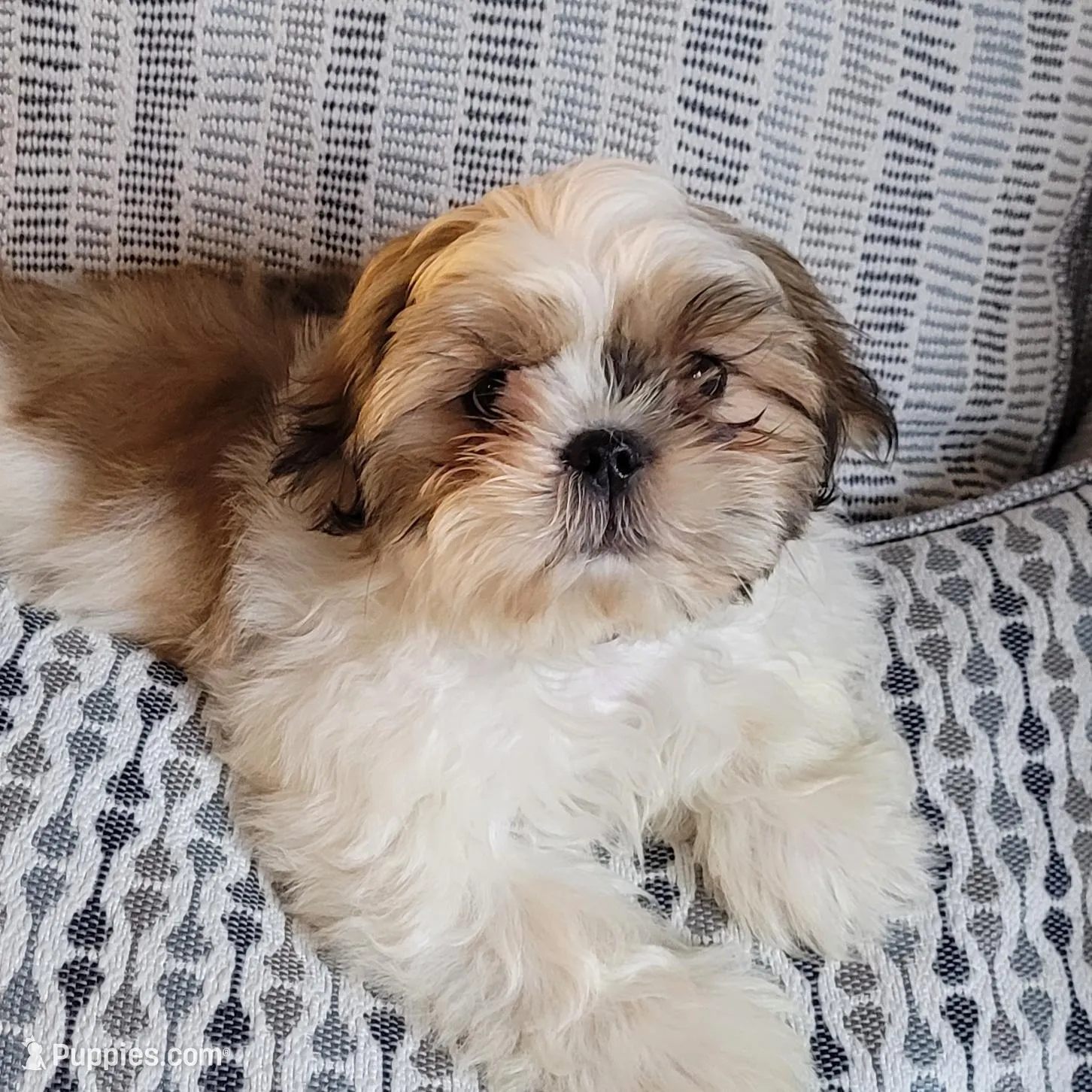 Little Guy, a male Shih Tzu for sale in High Ridge, MO – Photo 7 of 9