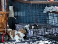 Little Guy, a male Shih Tzu for sale in High Ridge, MO – Photo 4 of 9