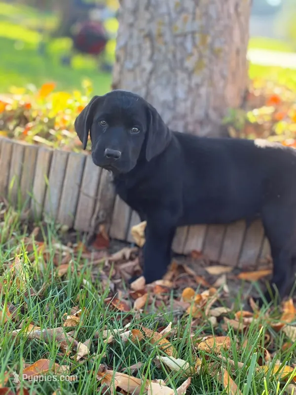 AKC Black male Labrador Retriever – Labrador Retriever puppy for sale in Sperry, IA