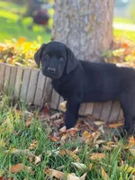 AKC Black male Labrador Retriever, a male Labrador Retriever for sale in Sperry, IA – 1 of 5