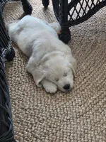 Bear, a male English Cream Golden Retriever for sale in Sperry, IA – 3 of 7