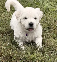 Bear, a male English Cream Golden Retriever for sale in Sperry, IA – 4 of 7