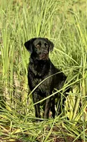Bear, a male Labrador Retriever for sale in Sperry, IA – 3 of 8