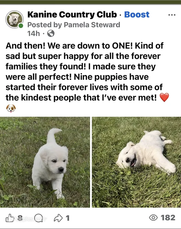 Bear – English Cream Golden Retriever puppy for sale in Sperry, IA