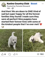 Bear, a male English Cream Golden Retriever for sale in Sperry, IA – 1 of 7