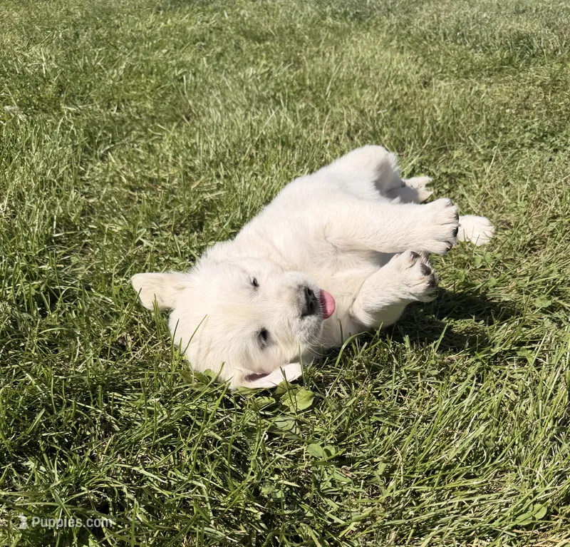 Black Collar – English Cream Golden Retriever puppy for sale in Sperry, IA