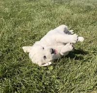Black Collar, a male English Cream Golden Retriever for sale in Sperry, IA – 1 of 2