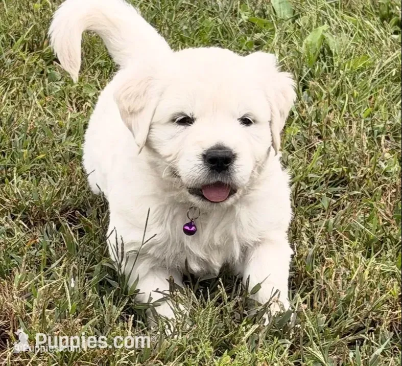 Black Collar – English Cream Golden Retriever puppy for sale in Sperry, IA