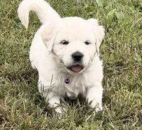 Black Collar, a male English Cream Golden Retriever for sale in Sperry, IA – 2 of 2