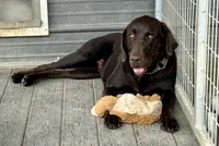 Bear, a male Labrador Retriever for sale in Sperry, IA – 2 of 8