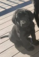 AKC Black male Labrador Retriever, a male Labrador Retriever for sale in Sperry, IA – 2 of 5