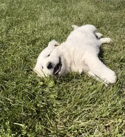 Miss Purple Collar, a female English Cream Golden Retriever for sale in Sperry, IA – 2 of 2
