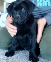 Bear, a male Labrador Retriever for sale in Sperry, IA – 5 of 8