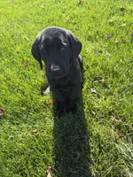 AKC Black male Labrador Retriever, a male Labrador Retriever for sale in Sperry, IA – 5 of 5