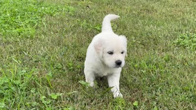 Bear, a male English Cream Golden Retriever for sale in Sperry, IA – 7 of 7