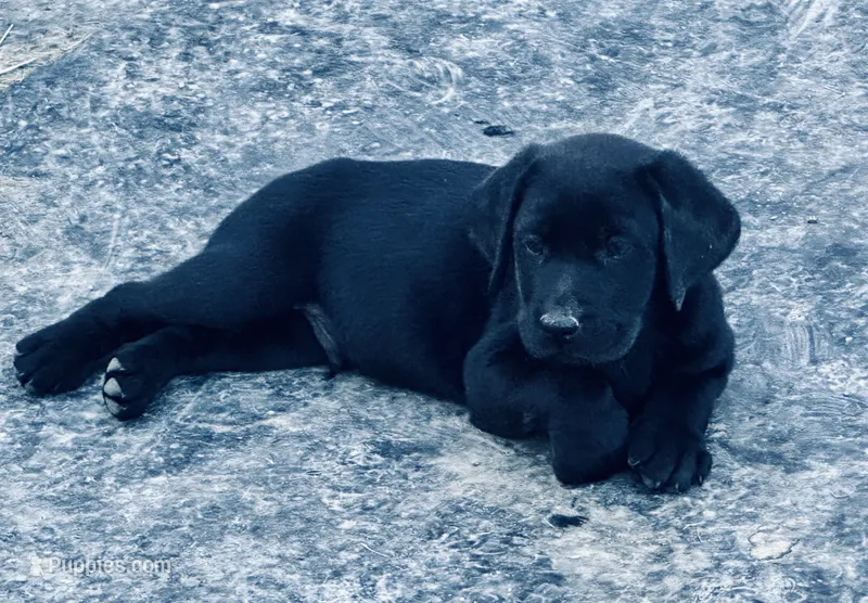 Shadow – Labrador Retriever puppy for sale in Sperry, IA