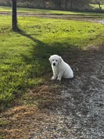 Bear, a male English Cream Golden Retriever for sale in Sperry, IA – 5 of 7