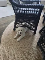 Miss Pink Collar, a female English Cream Golden Retriever for sale in Sperry, IA – 4 of 4