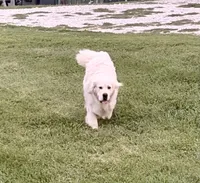 English Cream Golden Retriever, a male English Cream Golden Retriever for sale in Sperry, IA – 4 of 5