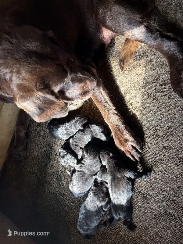 Bear – Labrador Retriever puppy for sale in Sperry, IA