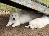 Bear, a male English Cream Golden Retriever for sale in Sperry, IA – 6 of 7