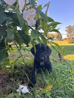 AKC Black male Labrador Retriever, a male Labrador Retriever for sale in Sperry, IA – 3 of 5